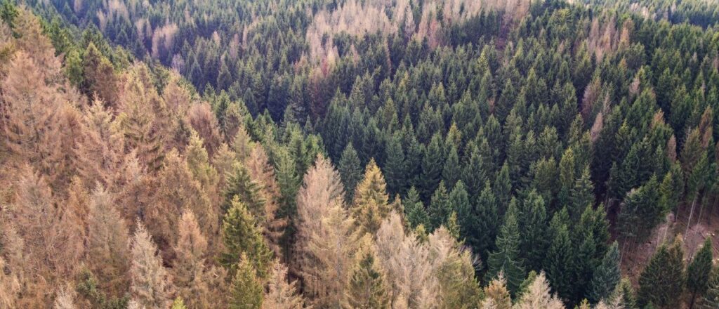 bostrico-foreste-abete-rosso-in-trentino-vaia.jpg
